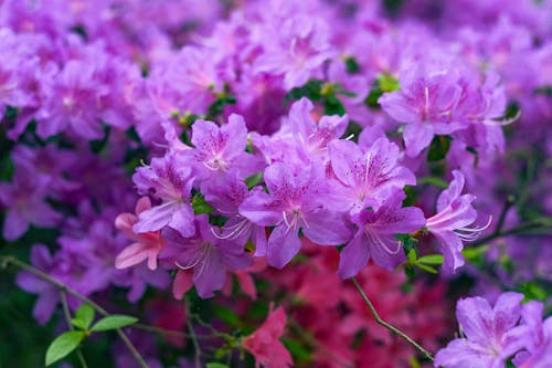 Close-Up Shot of Azalea Flowers