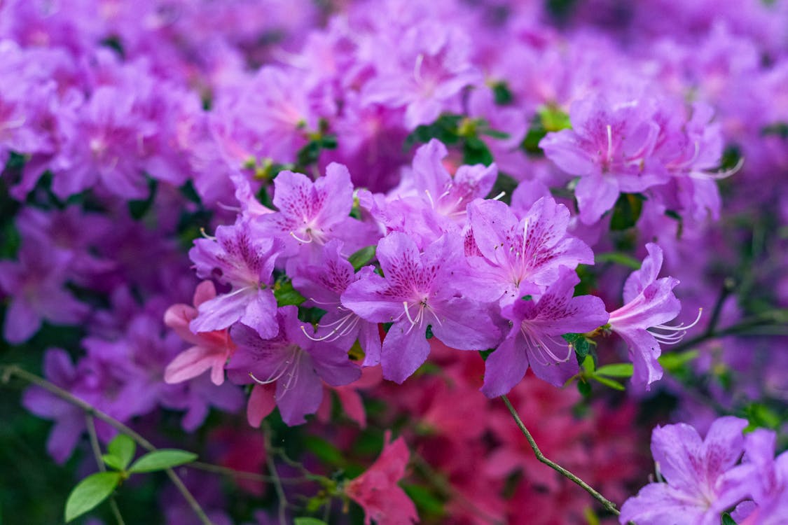 Close-Up Shot of Azalea Flowers