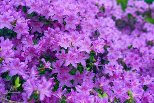 Azaleas in Bloom 