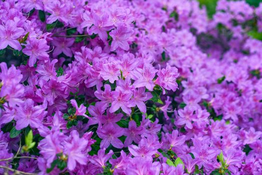 Azaleas in Bloom 