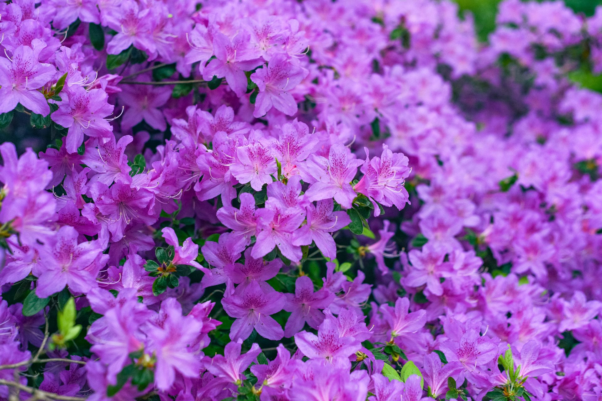 Close-up of vibrant purple azalea flowers blooming in a lush spring garden.
