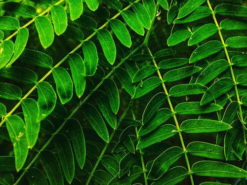 Free Closeup Photo of Double-compound Leaves Stock Photo