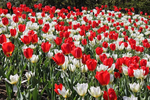 Kostnadsfri bild av blomfotografi, blomma, blommor