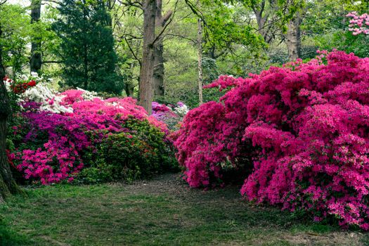 magenta azalea flowers