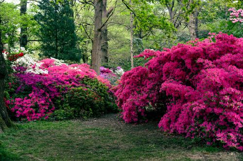 Free A lush display of colorful azalea blossoms in a serene woodland setting. Stock Photo