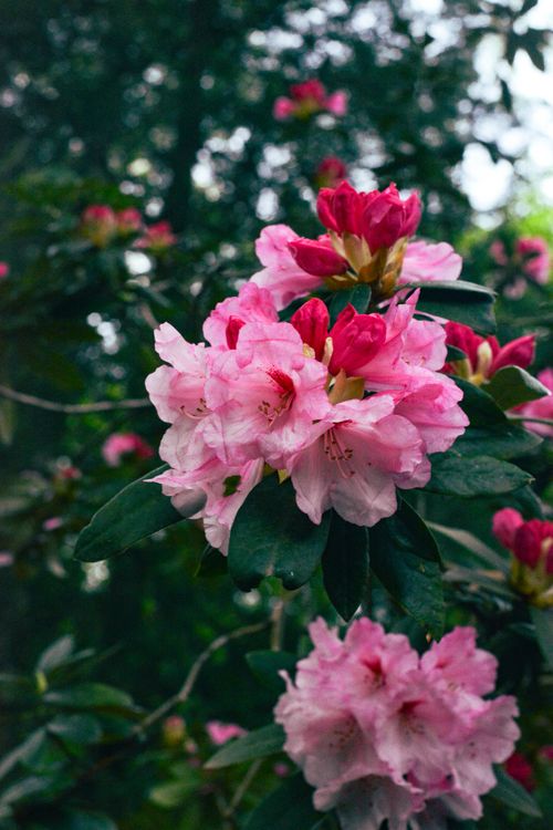 Free Capture the beauty of vibrant pink azalea flowers in full bloom during springtime. Stock Photo