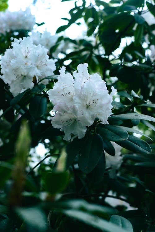 Free Beautiful white rhododendron flowers in full bloom with lush green leaves, capturing the essence of spring. Stock Photo