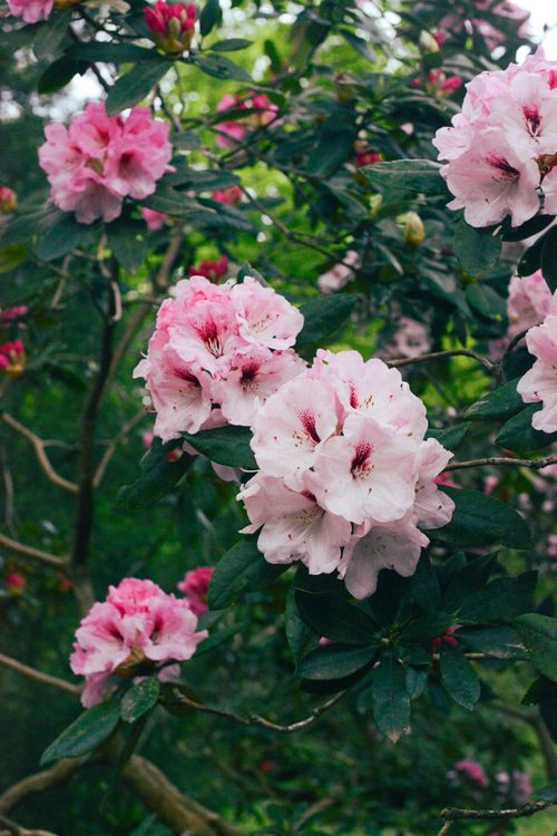 Free Close-up of blooming pink rhododendrons in a lush outdoor garden setting. Stock Photo