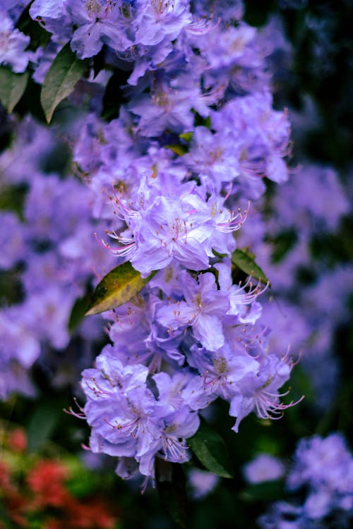 Azalea Flowers in Bloom