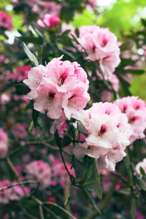 シーズン, シャクナゲ, ピンクの花の無料の写真素材
