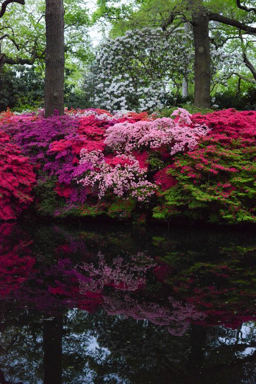 Free Captivating pink azaleas blossoming by a serene lake, displaying vibrant spring color and elegance. Stock Photo