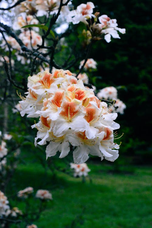 Close-Up Photo of White and Orange Flowers