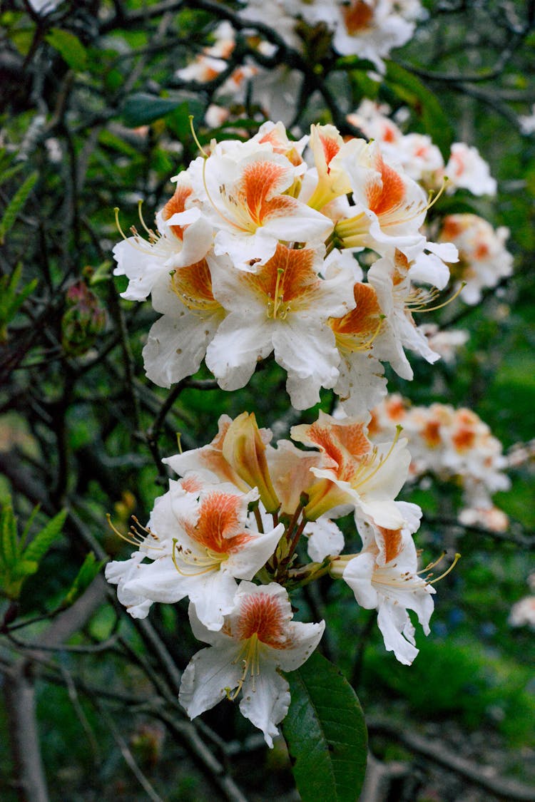 White And Orange Flowers Azalea