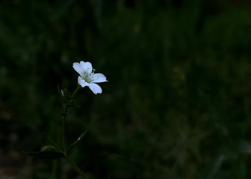 A Beautiful White Flower Plant