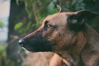 在户外自然光线下拍摄的狗的侧面轮廓