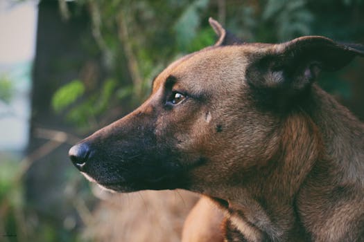 在户外自然光线下拍摄的狗的侧面轮廓