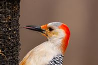 Close up of a Red-bellied woodpecker (Melanerpes carolinus) using its tongue to get a black oiled sunflower seed from a feeder during spring.