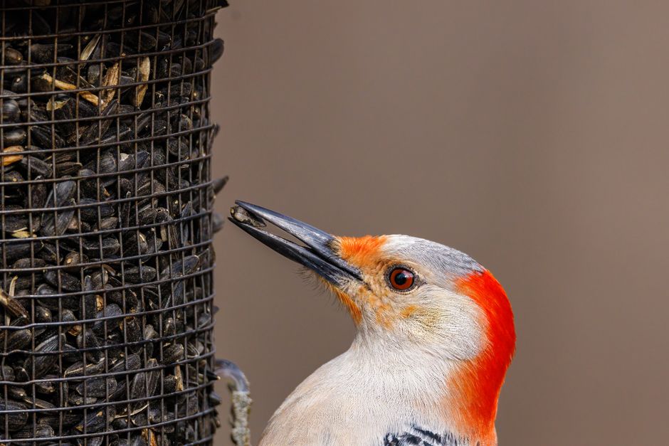 The Smart Bird Feeders Everyone’s Talking About (and Actually Buying) (2026)