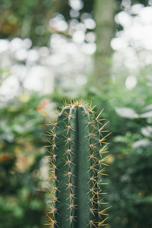 De franc Foto d'estoc gratuïta de cactus, espinós, fons borrós Foto d'estoc
