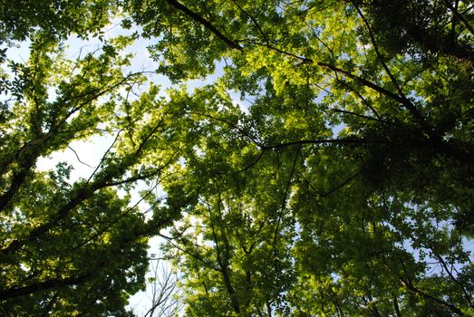 Looking up into a vibrant green forest canopy with sunlight filtering through lush leaves.