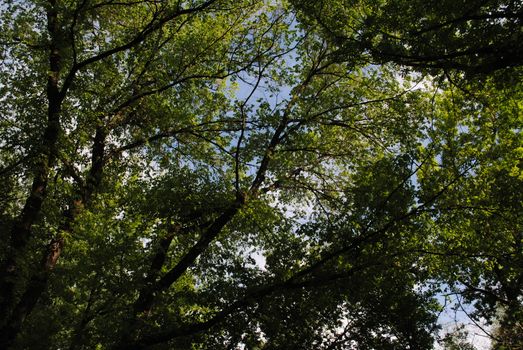 Low angle view of vibrant green tree canopy with clear blue sky, perfect for nature themes.