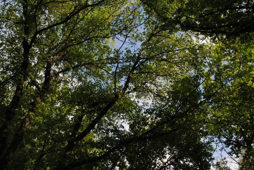 Free Low angle view of vibrant green tree canopy with clear blue sky, perfect for nature themes. Stock Photo
