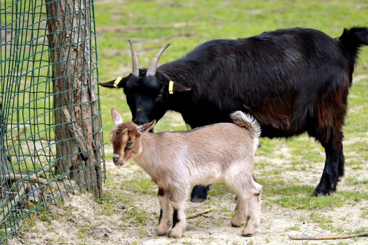 Goats On Farm