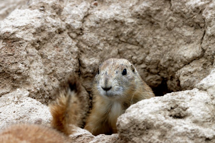 Close-up Of A Prairie Dog Sticking Its Head From A Hole In The Ground 