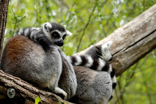 Free Close-up of two ring-tailed lemurs perched on a branch in a lush green setting. Stock Photo