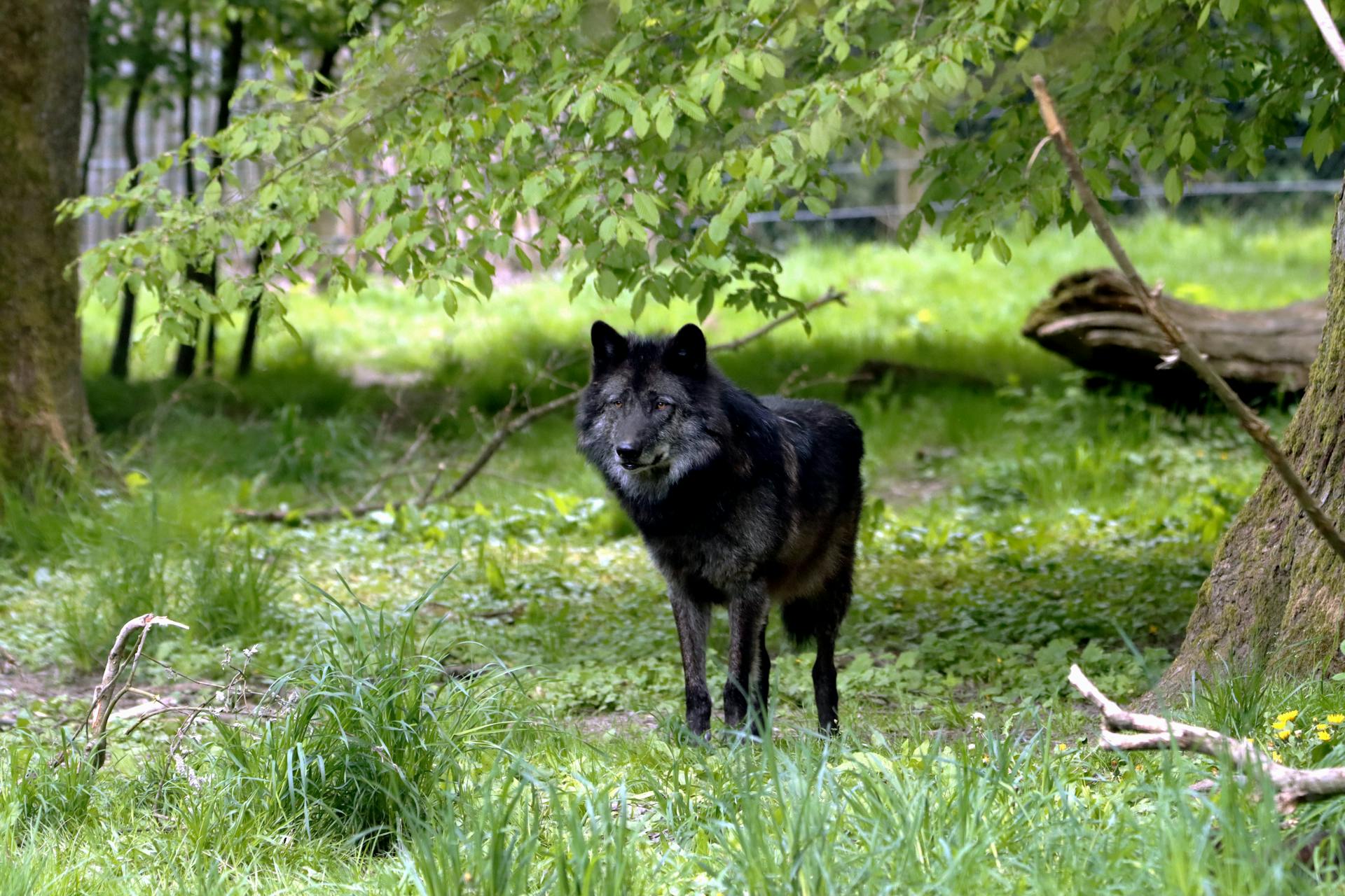 Een wolfhond op het groene grasveld