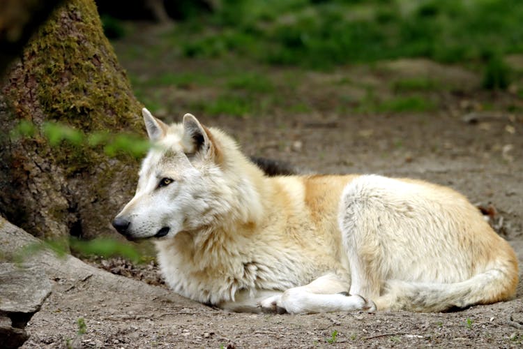 Photo Of A Wolf 