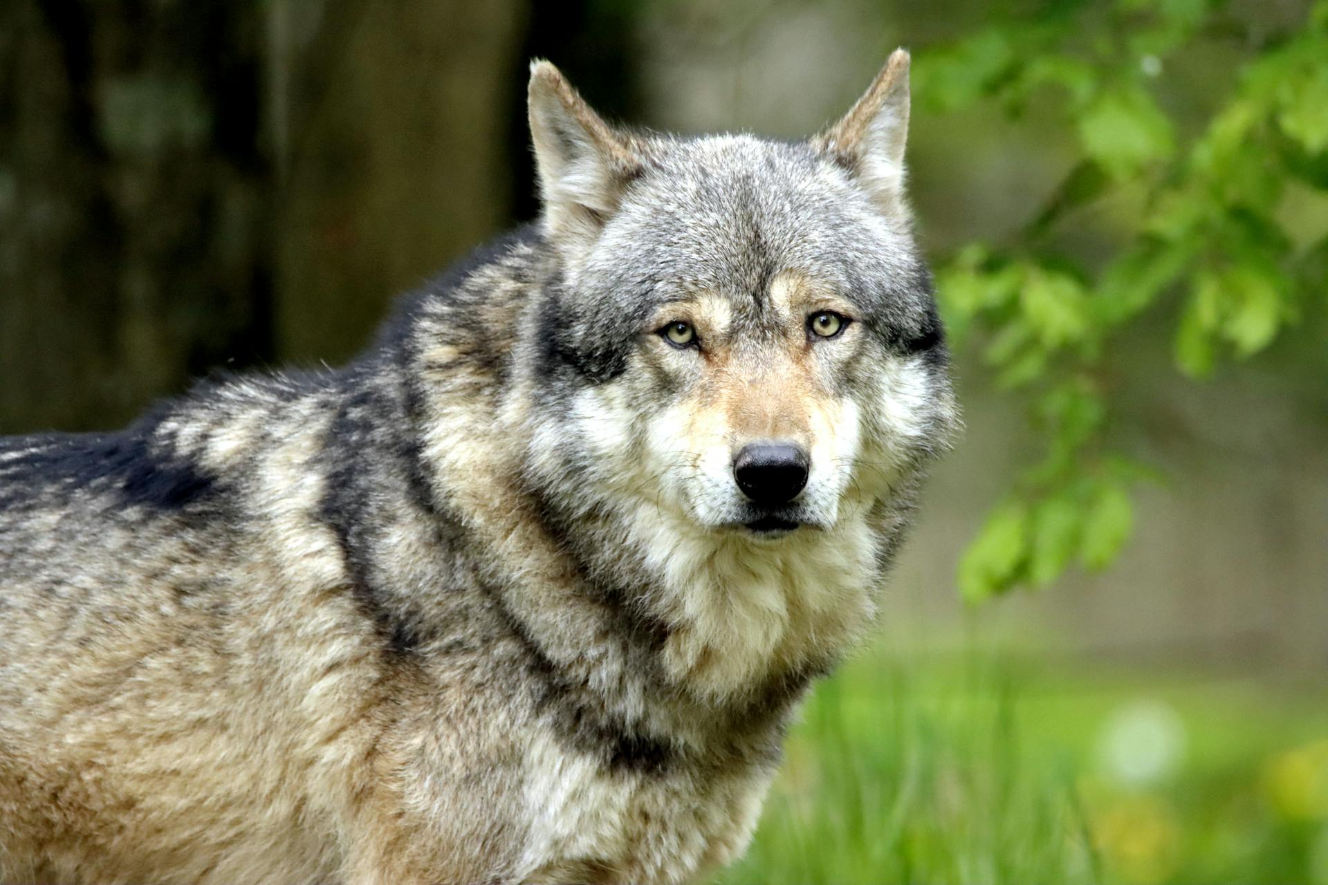 Eurasian Wolf in Close-up Photography