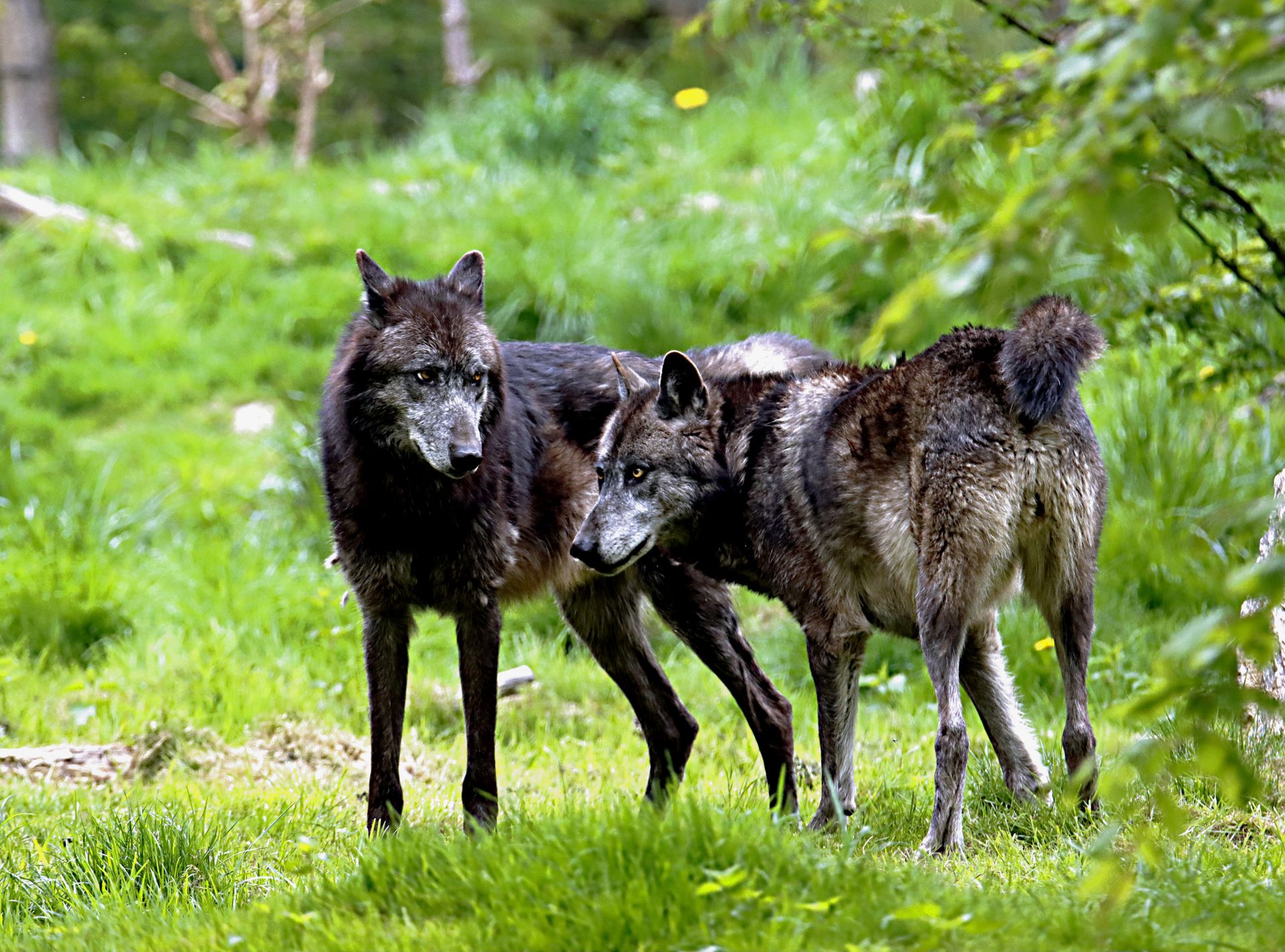 Photo of Two Wolves