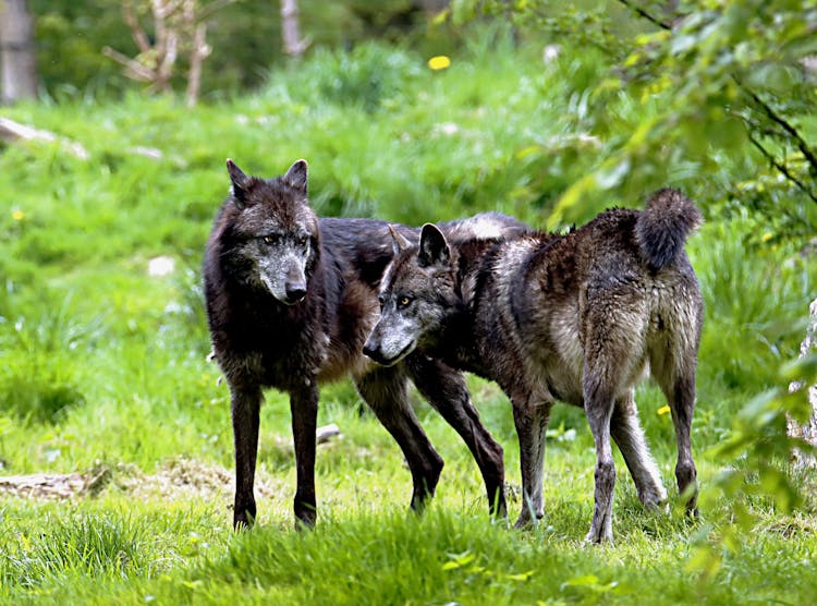 Photo Of Two Wolves 