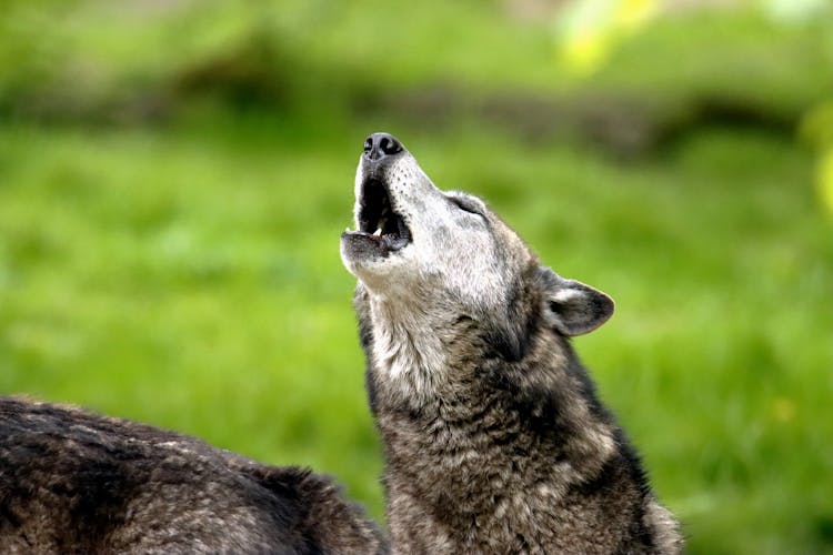 Close-Up Shot Of A Wolf Howling 