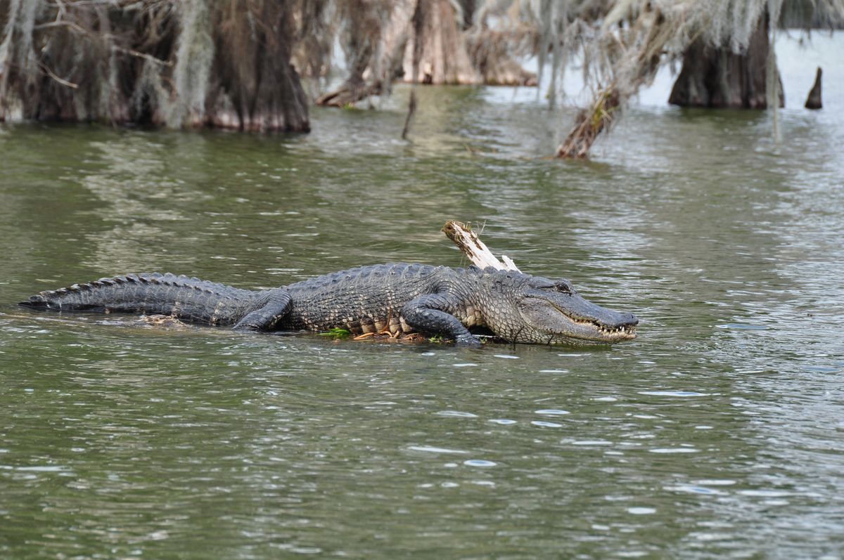 An American alligator resting in a Louisiana bayou swamp