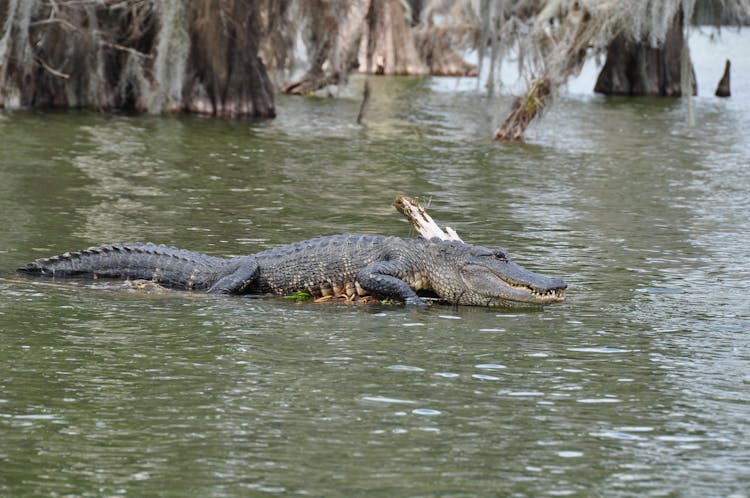 Alligator On Water