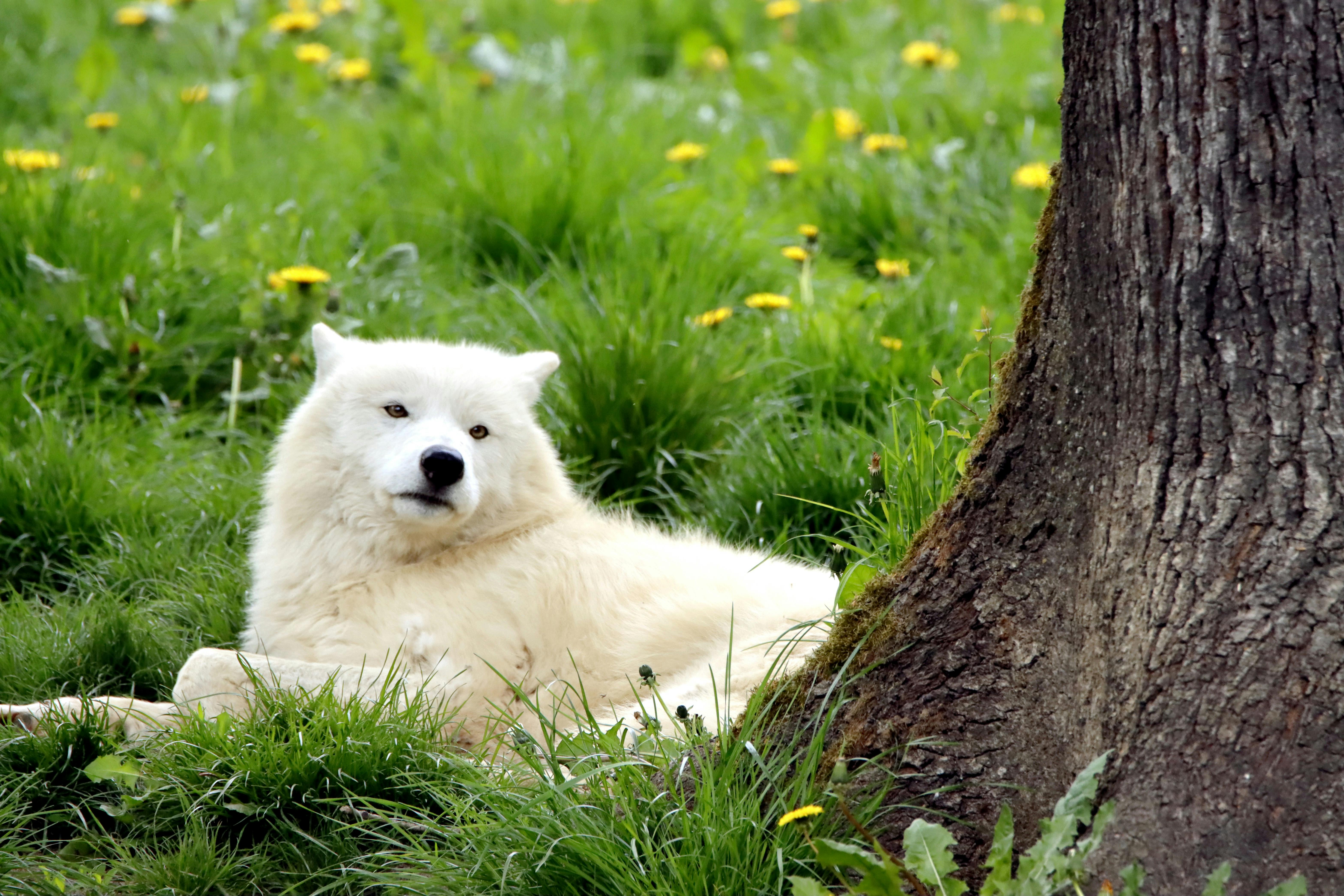White Dog in Park · Free Stock Photo