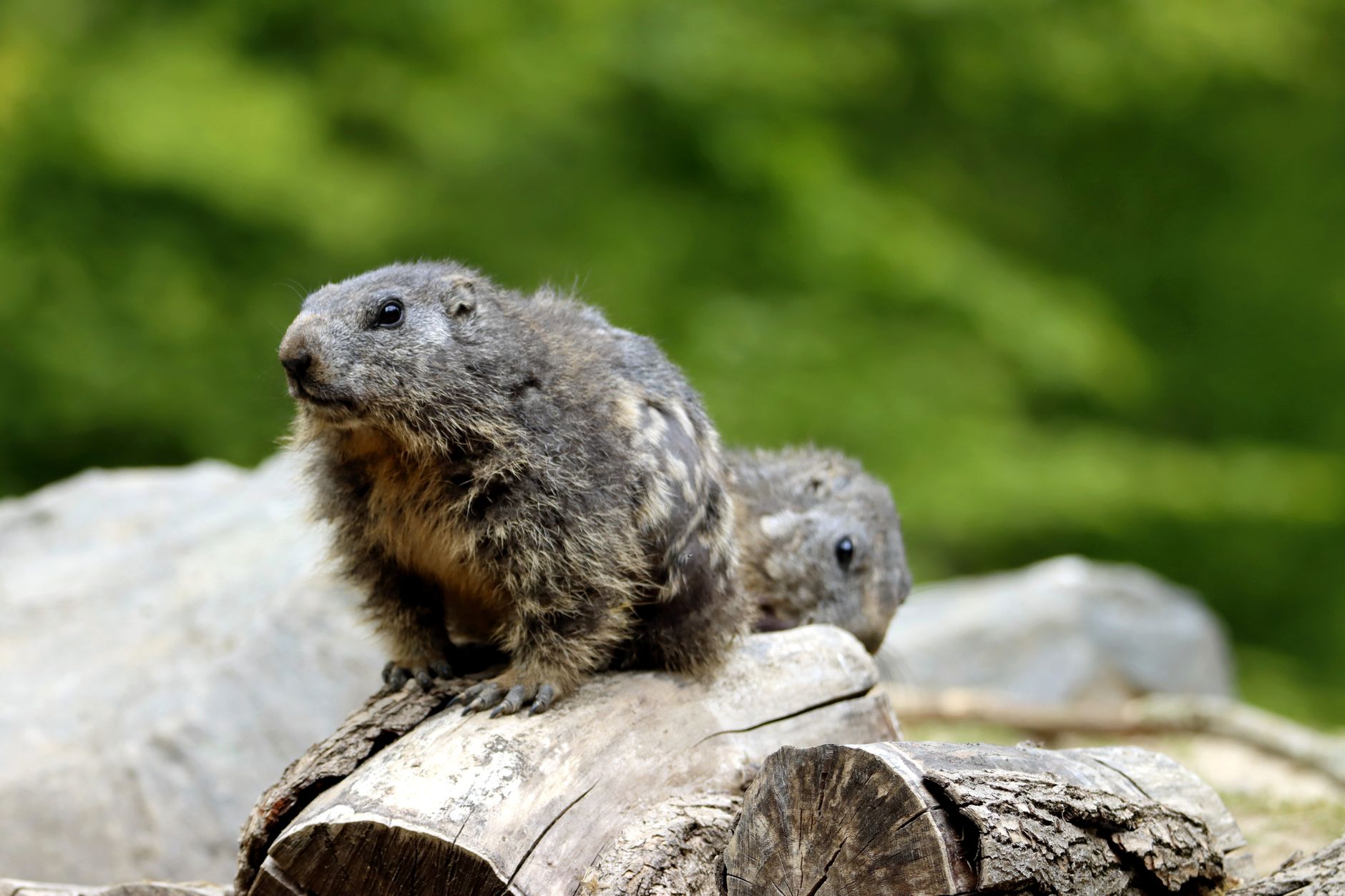 Groundhog Scanner Can groundhogs see you? - The Institute for Environmental Research and ...