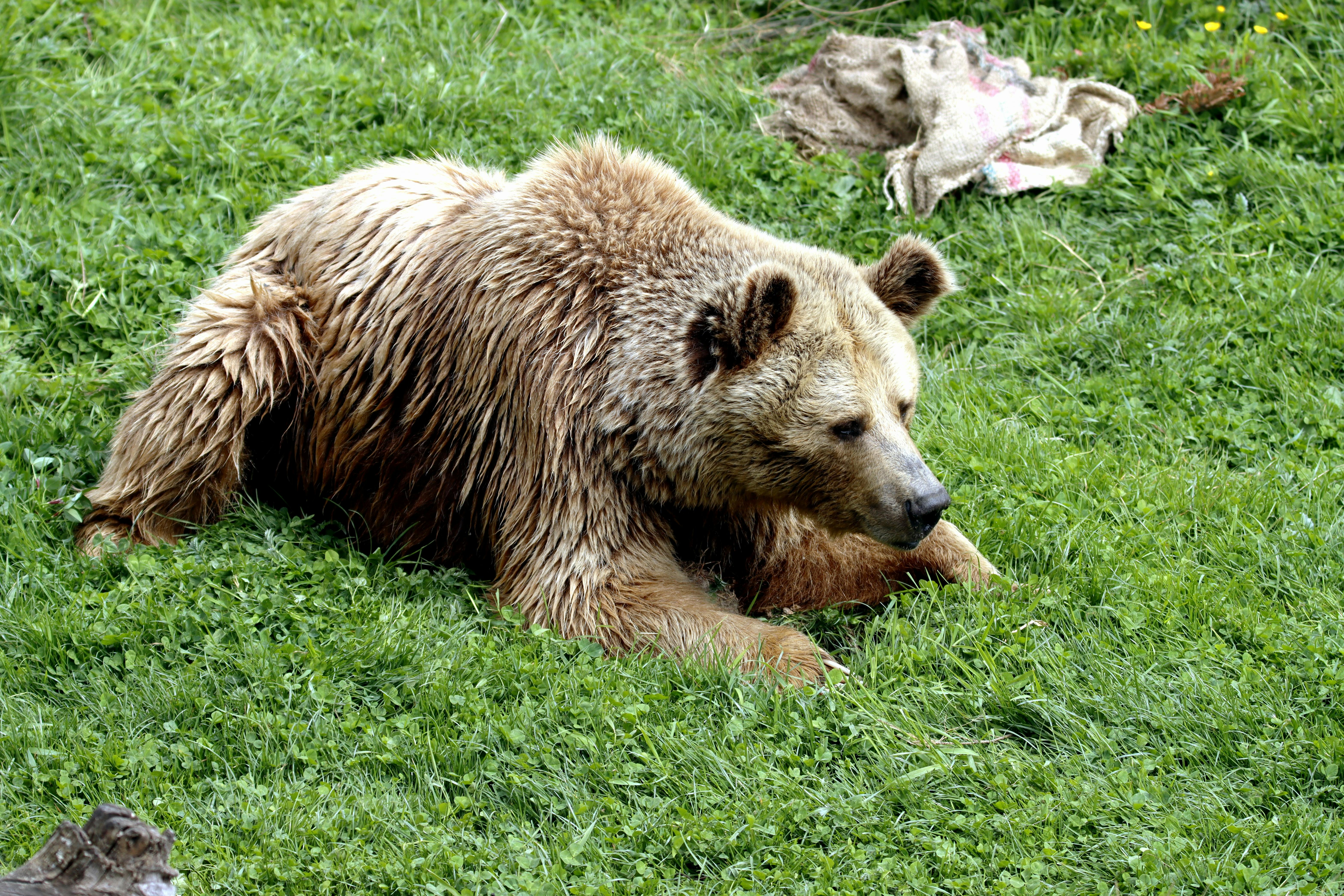 A calm brown bear resting on vibrant green grass in a natural setting.