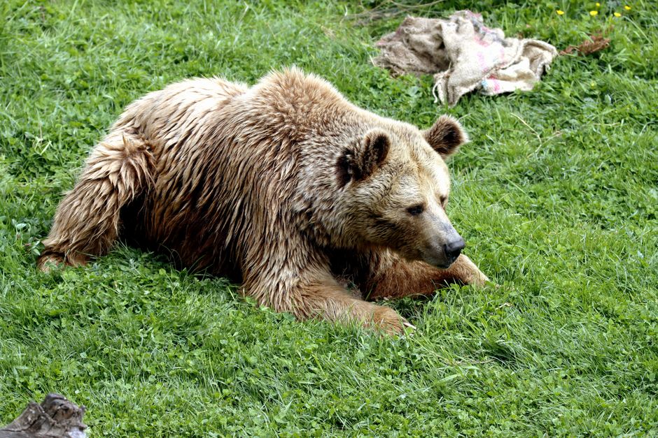 Zoma Sports vs Bear Original: Recovery Features for Athletes Compared A calm brown bear resting on vibrant green grass in a natural setting.