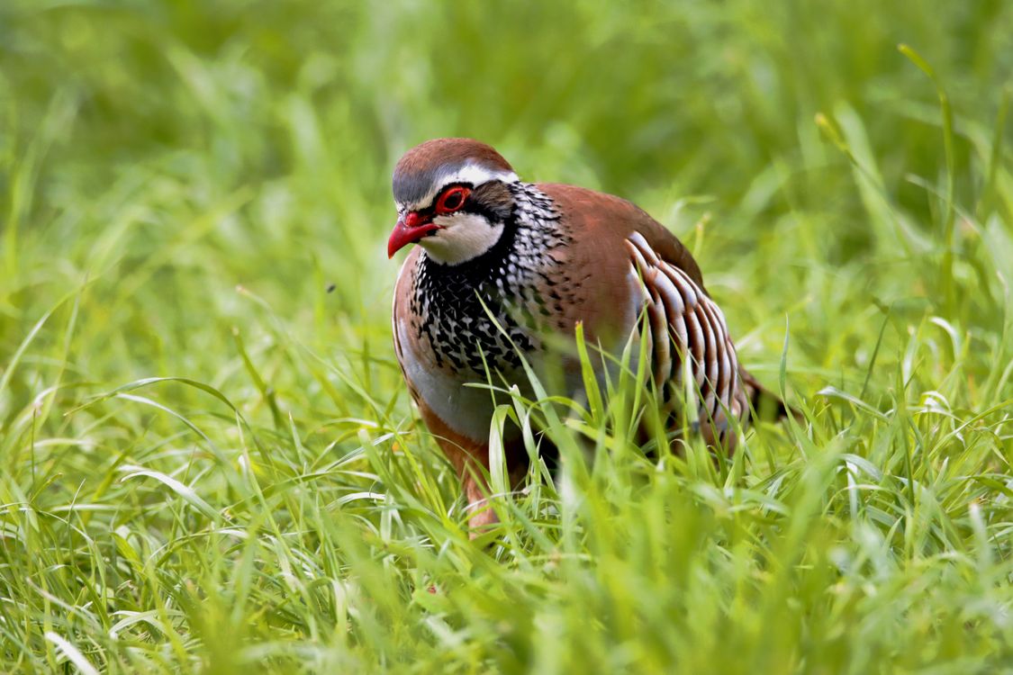 Close-Up Shot of a Partridge · Free Stock Photo