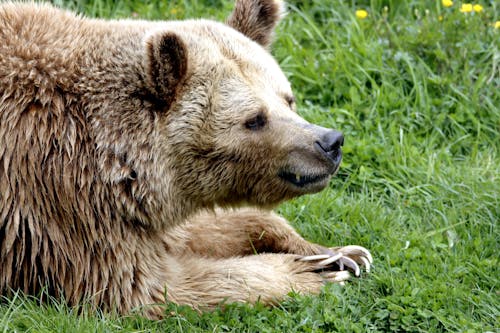 Δωρεάν στοκ φωτογραφιών με άγρια φύση, αρκούδα, αρπακτικό Φωτογραφία από στοκ φωτογραφιών