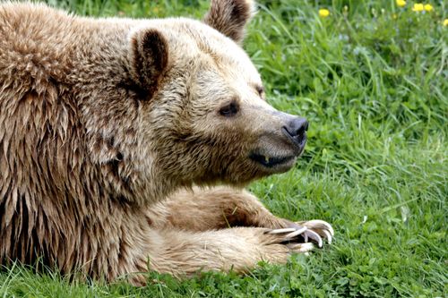 Free A detailed close-up shot of a brown bear resting on green grass in a natural setting. Stock Photo