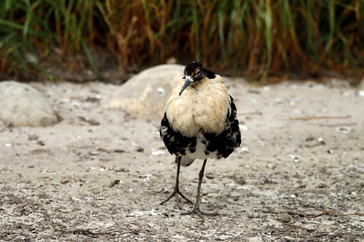 Bird Walking On Ground In Wild Nature