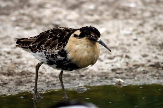 Brown and Black in Close Up Photography