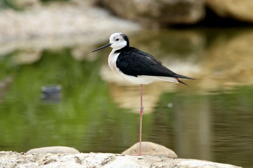Free A White-Headed Stilt stands gracefully near calm water, showcasing its long legs and distinctive plumage. Stock Photo