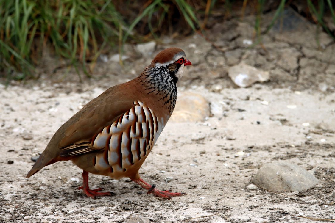 Partridge Namibia Close-Up Shot of a Partridge · Free Stock Photo