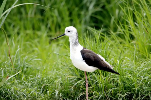 Free Close-up of a black-winged stilt standing gracefully in lush green grass. Stock Photo