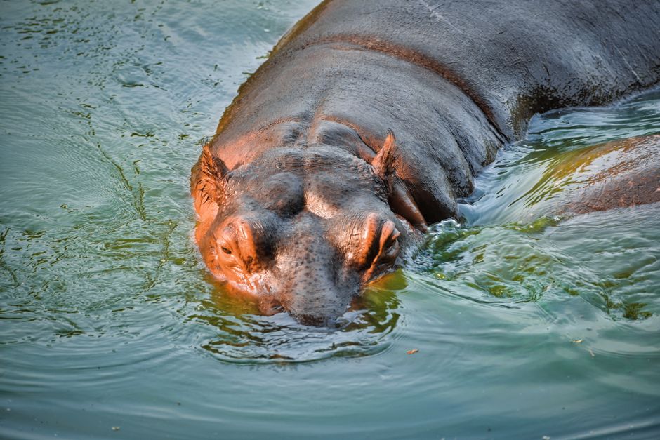 A detailed close-up of a hippopotamus partially submerged in water, capturing its natural habitat.
